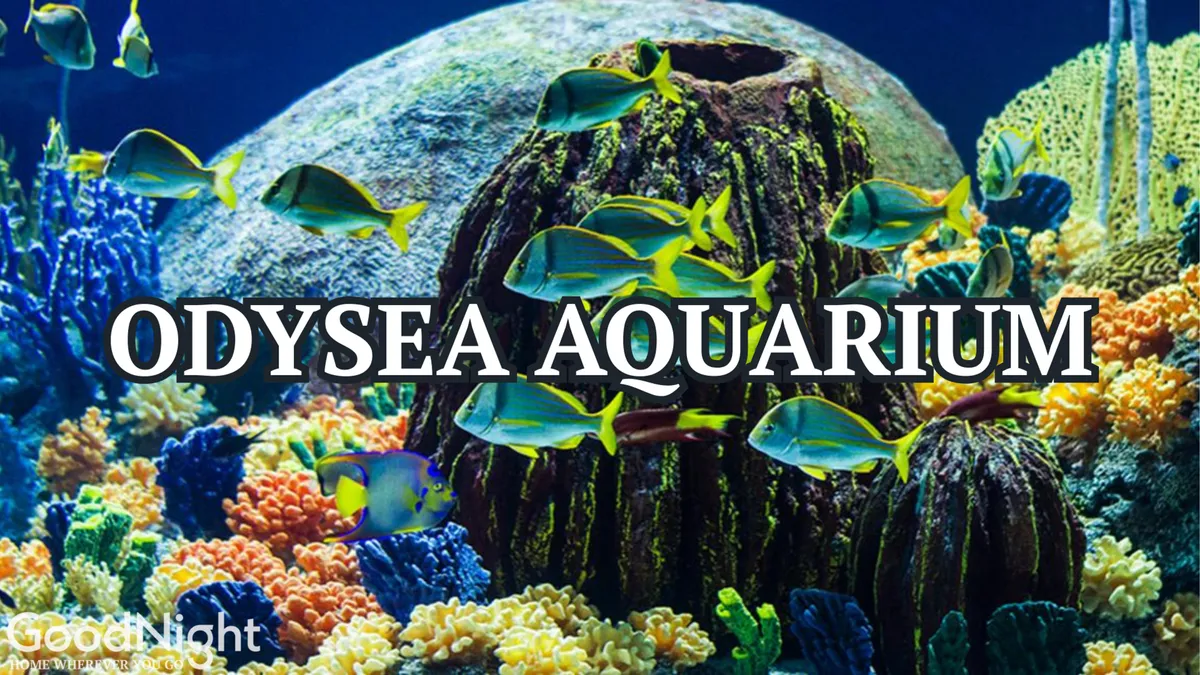 A vibrant interior shot of a coral reef exhibit at an aquarium, with colorful fish and coral formations. The immersive setting invites exploration and learning, highlighting the educational and entertaining elements of OdySea Aquarium.